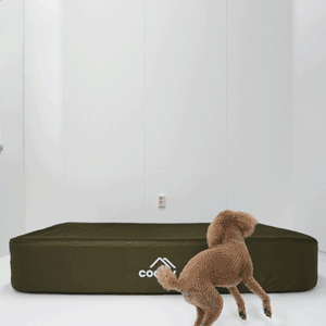 Coody Air Mattress (Forest Green)