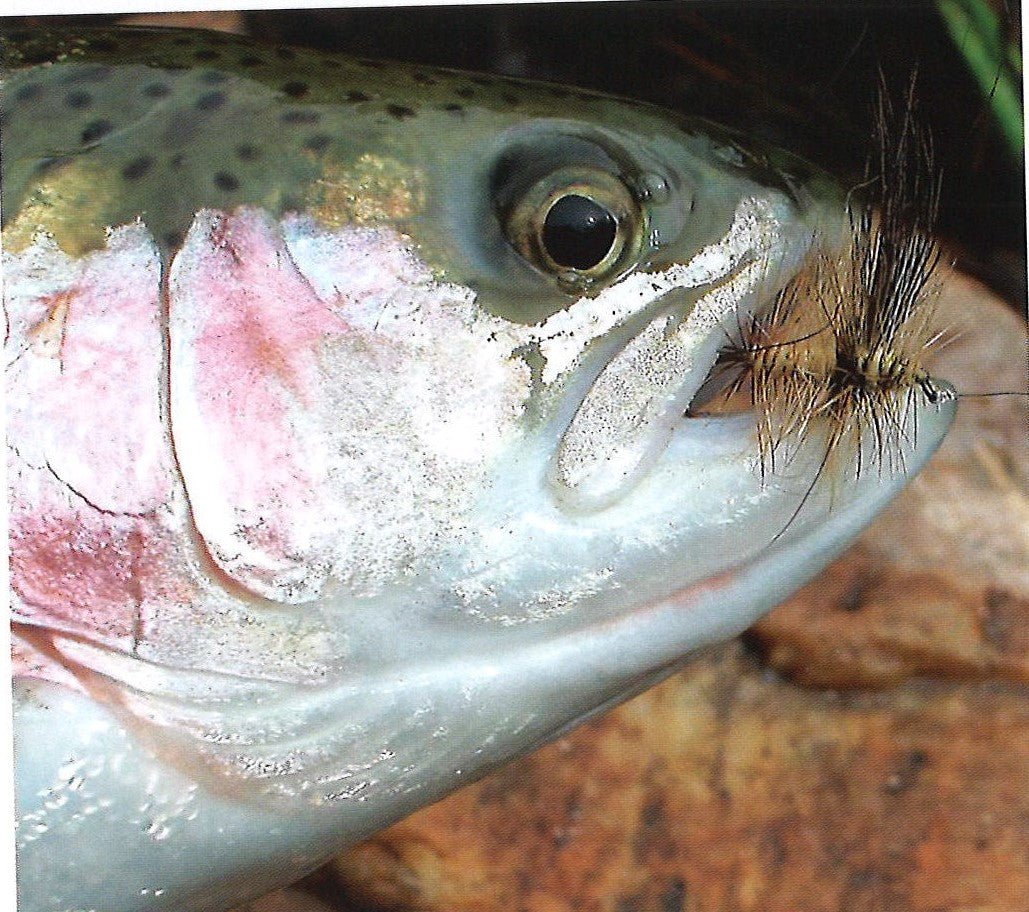 Clouser's Drake (Brown or Green) | Backcountry Sportsman