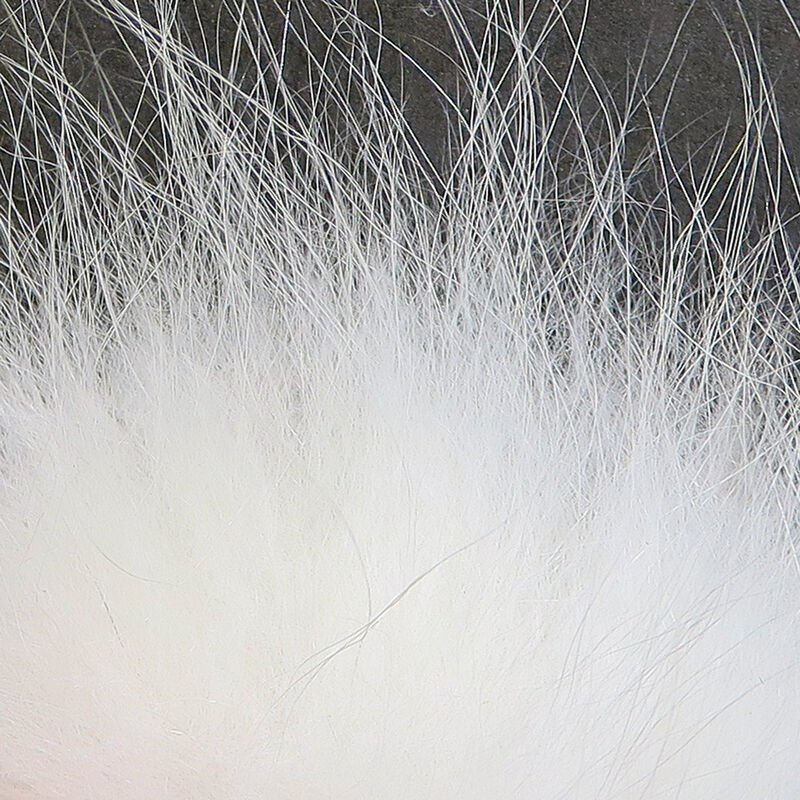 Arctic Fox Tail | Backcountry Sportsman